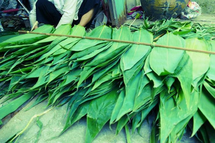 Thứ lá bỏ đi rụng đầy bờ rào quê, xuất bán nước ngoài thu bộn tiền